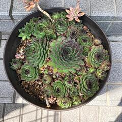 多肉植物　ガーデニング