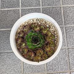 多肉植物　 ガーデニング
