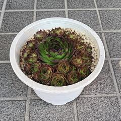 多肉植物　 ガーデニングの画像