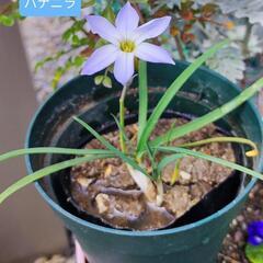 花　ハナニラ　一株