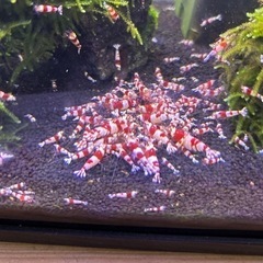 レッドビーシュリンプ
