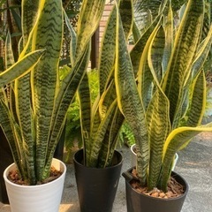 サンセベリア(サンスベリア)大型の画像