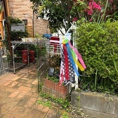 めだか無人販売  4 / 13  販売開始記念  all 1,000円　　の画像