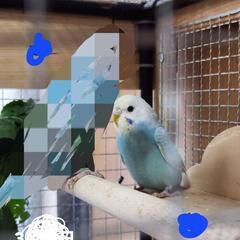 セキセイインコ　⑦　一匹　お話し中