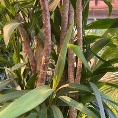 ドラセナ 大型の画像