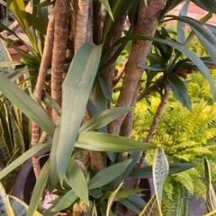 ドラセナ 大型の画像