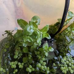 水草6種類切れ端詰め合わせセット