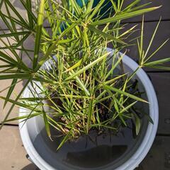 水草6種類切れ端詰め合わせセットの画像