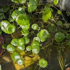 水草6種類切れ端詰め合わせセットの画像