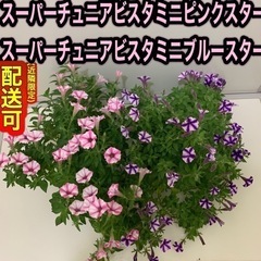 暑さ雨病気に強いペチュニア配送可】スーパーチュニアビスタミニピン...