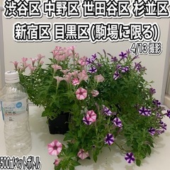 暑さ雨病気に強いペチュニア配送可】スーパーチュニアビスタミニピンクスター スーパーチュニアビスタミニブルースターの画像