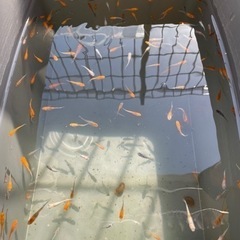 MIX メダカ20匹の画像