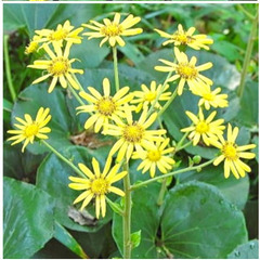 食用　ツワブキの種