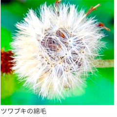 食用　ツワブキの種の画像