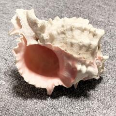 🌹貝殻🌹合計15点🌹の画像