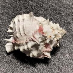 🌹貝殻🌹合計15点🌹の画像