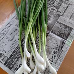 予約4/13収穫わけぎ11本