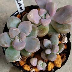 だるま秋麗の画像