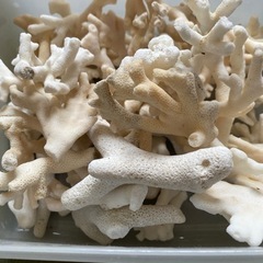 サンゴ　貝　シーグラスなどの画像