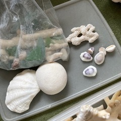 サンゴ　貝　シーグラスなどの画像