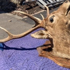 十勝鳥獣剥製舍　鹿の剥製　の画像