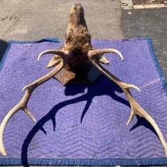 十勝鳥獣剥製舍　鹿の剥製　の画像
