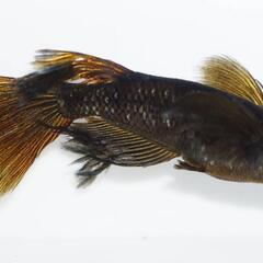 🐟ブラックジュエリー🌸メダカ激安販売🌸道の駅くりもと紅小町🌸4月...