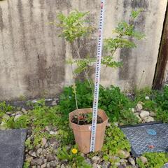 プラスチック植木鉢の中古が安い!激安で譲ります・無料で プラスチック植木鉢の中古が安い!激安で譲ります・無料で