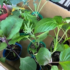 野菜の苗⭐︎農家さん🧑‍🌾ガーデニングの画像