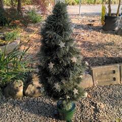 クリスマスツリー　🎄