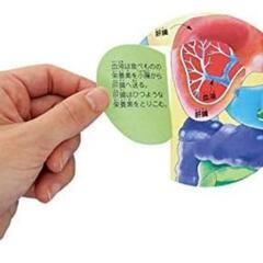 どうなってるの?からだのなか―めくって楽しい57のしかけ (人体×しかけ×図鑑【3歳・4歳・5歳児の絵本】)
の画像