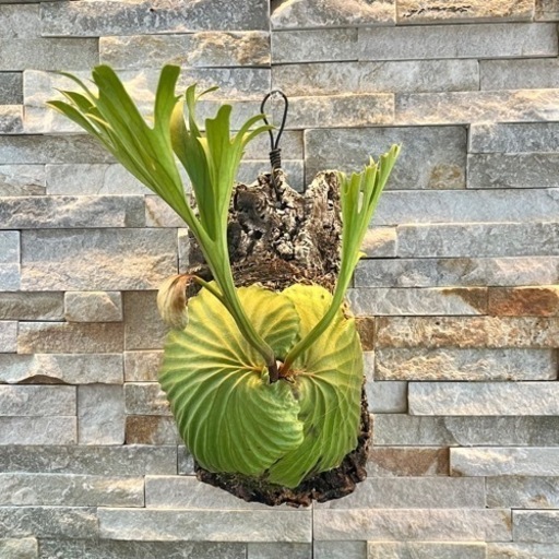 P.ridleyi wild_リドレイ ワイルド◆ ビカクシダ　コルク着生