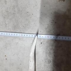 天然の鹿の骨　特大の画像