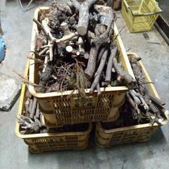 キャンプ　焚き火　焚火　薪