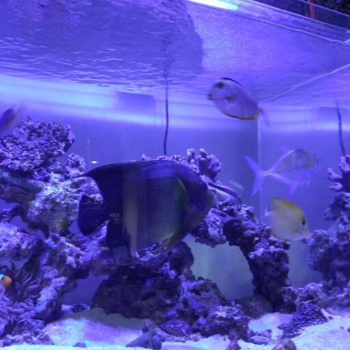 沖縄産サザナミヤッコ成魚25センチ前後　水槽熱帯魚海水魚