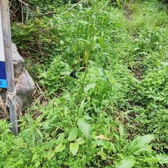 10万坪ー青島、子供の国近くの山林 - 不動産