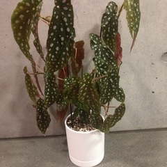 ベゴニア　マクラータ　観葉植物