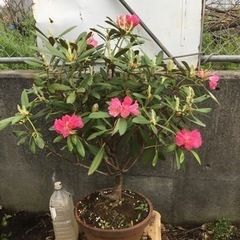和シャク　１００センチ