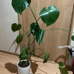 モンステラ
