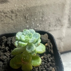 【多肉植物】天使の雫