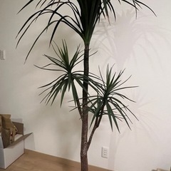 観葉植物フェイク（5月末まで掲載）の画像