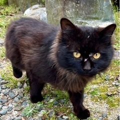 里親様決まりました！可愛い長毛クロちゃん