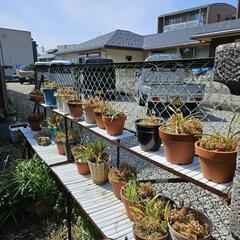 鉢植え