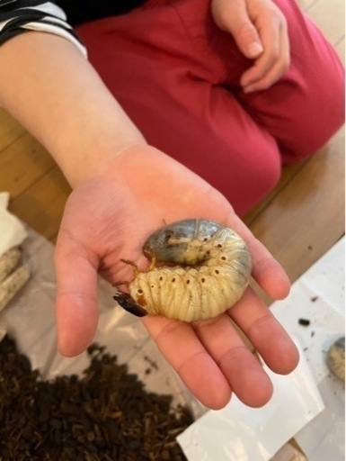 カブトムシ幼虫　淡路島産　１００匹　　