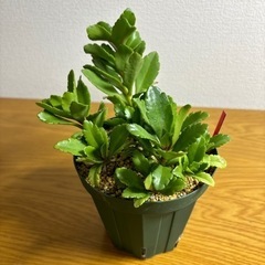 カランコエ　ウエンディー　抜き苗　
