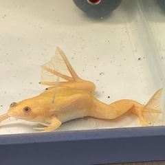 アルビノアフリカツメガエル譲って下さい