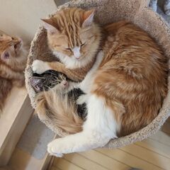 ゴールデンＷ猫たちと過ごしたいね😺