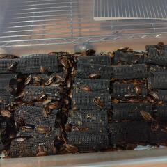 ★　デュビア　爬虫類　両生類　餌用　全サイズMIXの画像