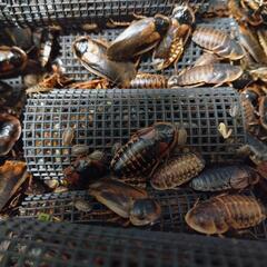 ★　デュビア　爬虫類　両生類　餌用　全サイズMIXの画像