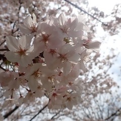 ママ友さん募集🌸